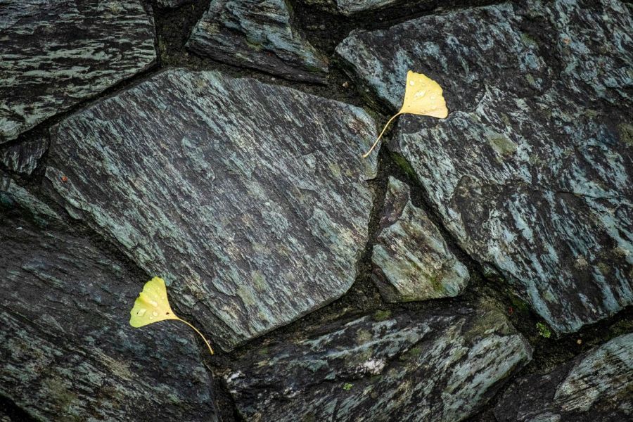 T14 Joraku ji Temple stones and leaves