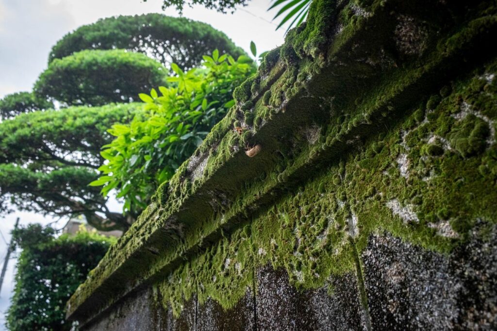T17 Ido ji Temple mossy wall