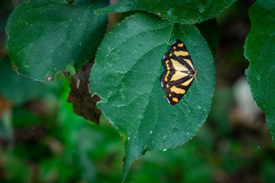 T18 Onzan ji Temple moth