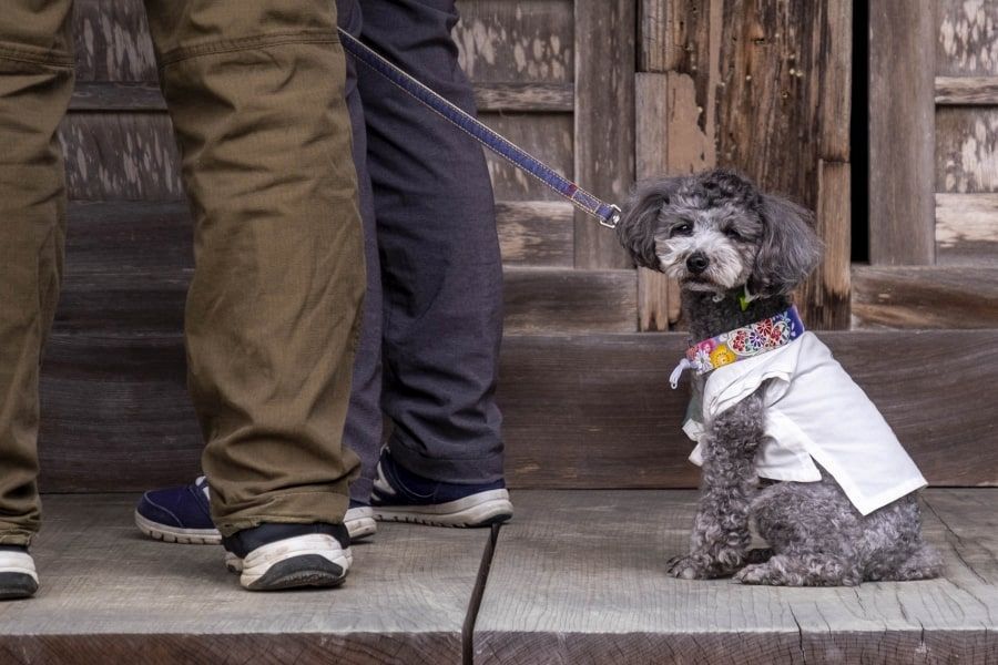 T20 Kakurin ji Temple dog pilgrim