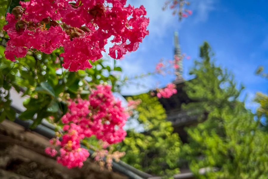 T20 Kakurin ji pink flowers and pagoda
