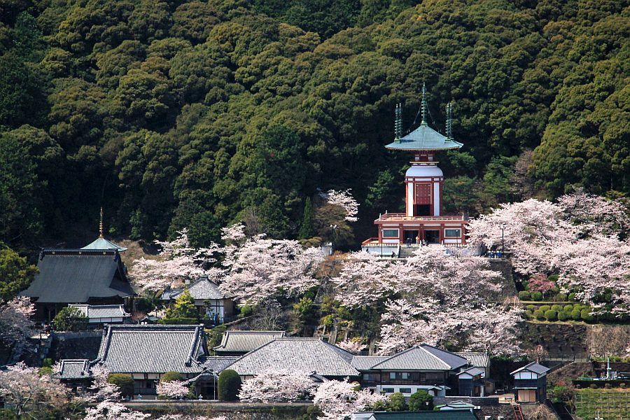 T23 Yakuoji Temple with cherry blossom