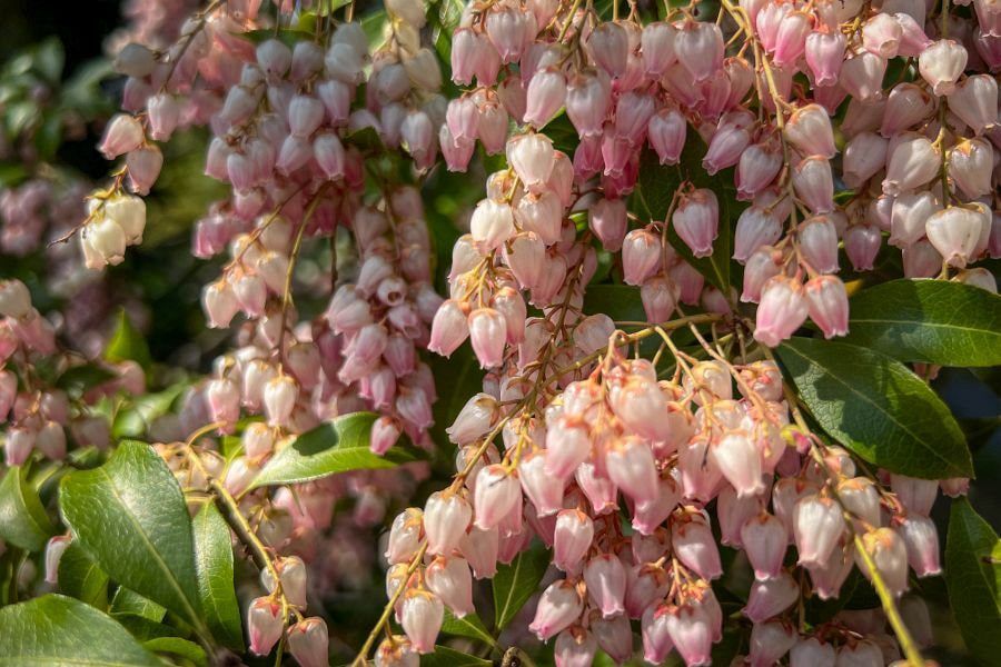 Tenshaen Garden Japanese andromeda flowers