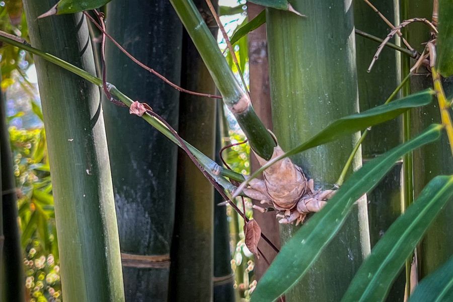 Tenshaen Garden bamboo