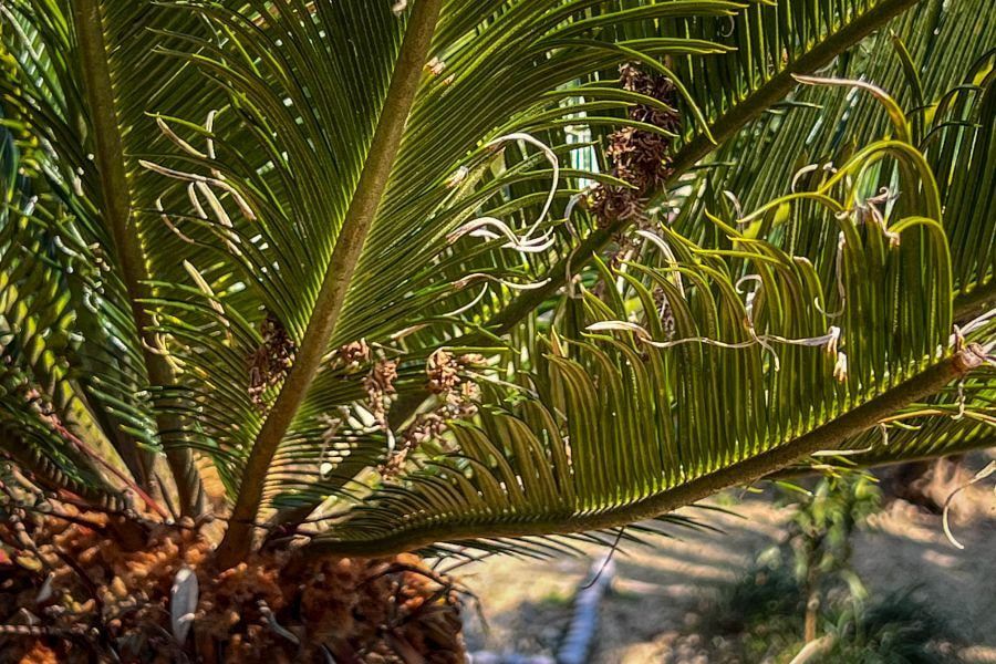 Tenshaen Garden sago palm