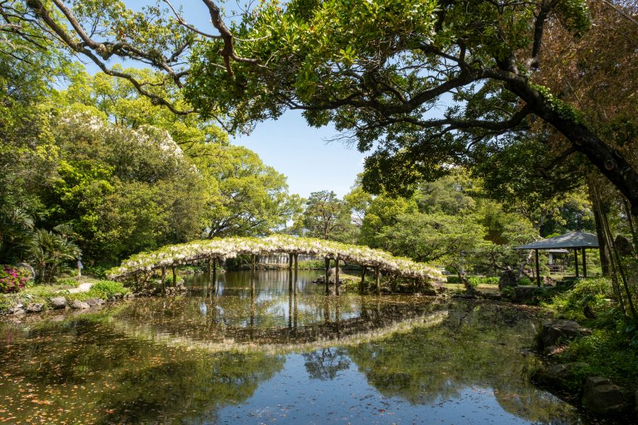Tenshaen Garden wisteria bridge