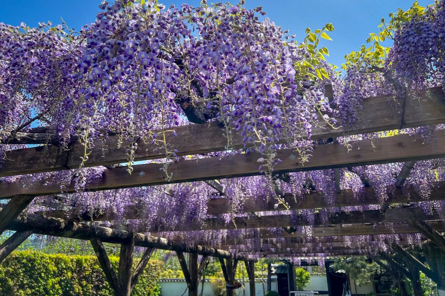 Tenshaen Garden wisteria trellis