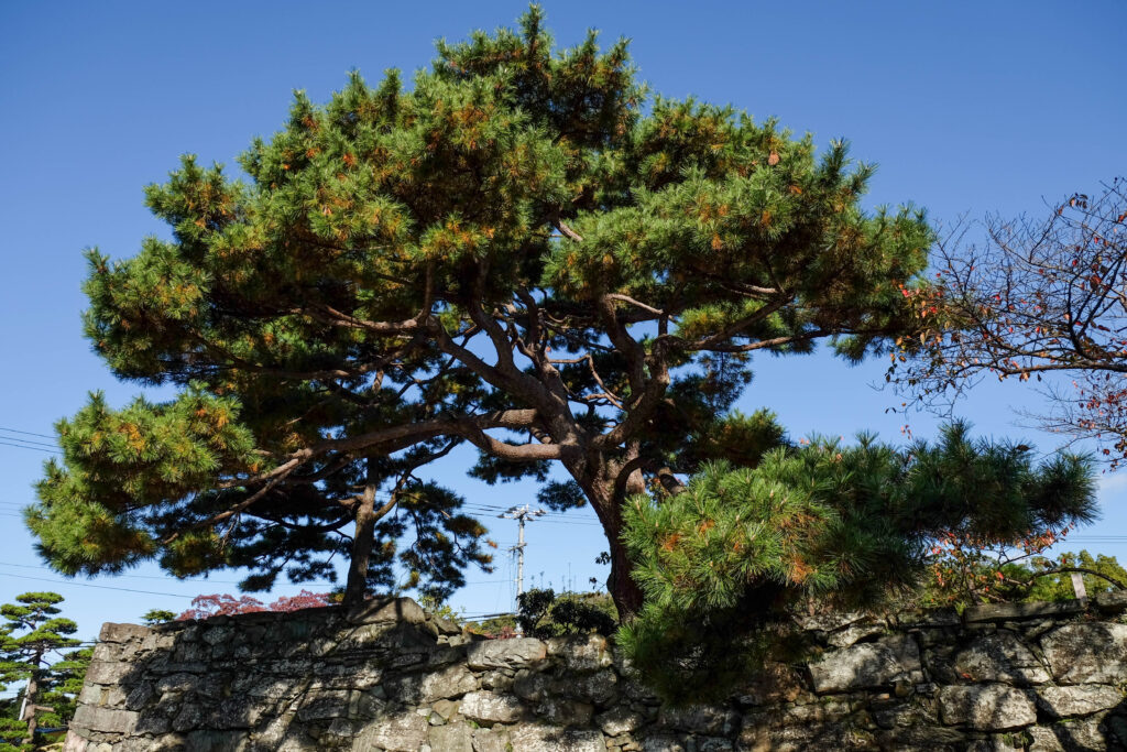 Tokushima Castle Museum walls and pine tree