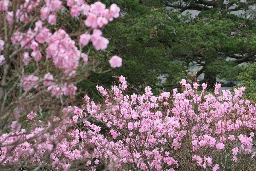 UFO Line pink flowers