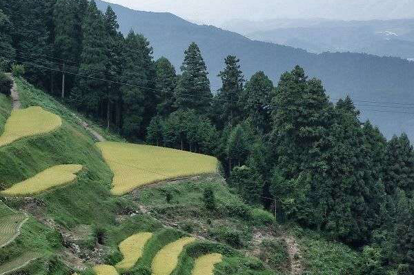 Uchiko Izumi Tanada green