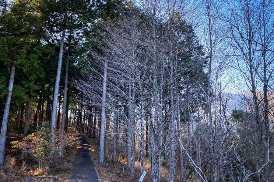 Yuragi no Mori promenade