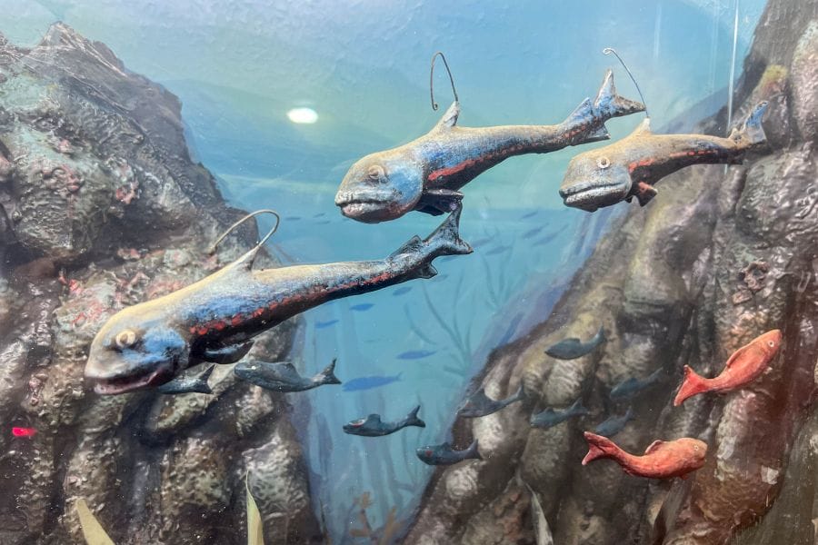 Ryugado Cave fish diorama