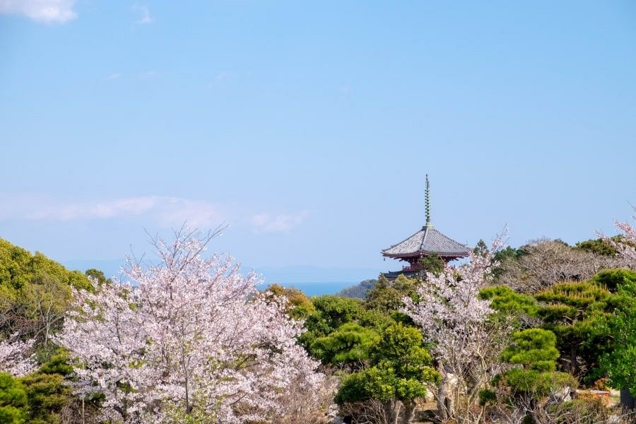 T31 Chikurin ji Temple pagoda and cherry blossom