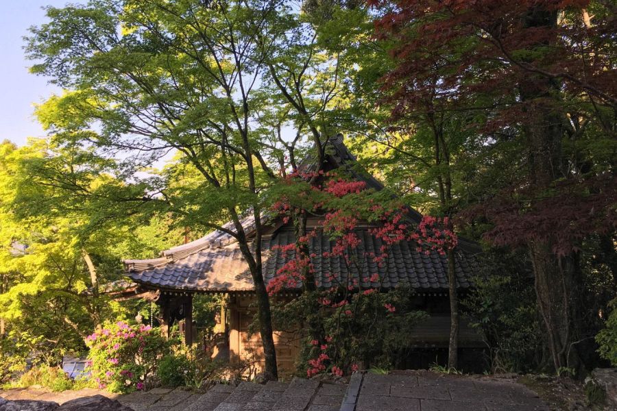 T31 Chikurin ji Temple pink flowers