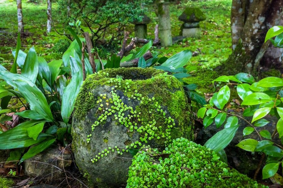 T43 Meiseki ji Temple mossy stones