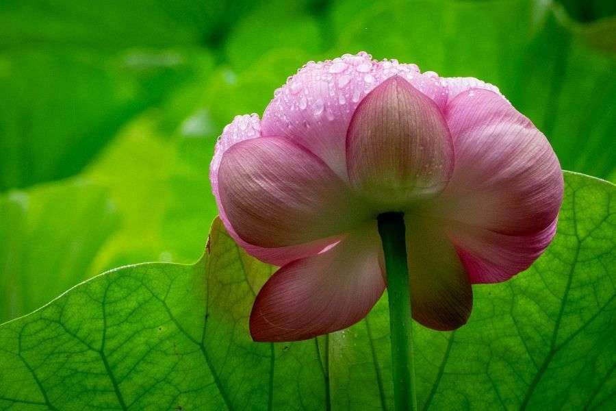 T46 Joruri ji Temple lotus flower