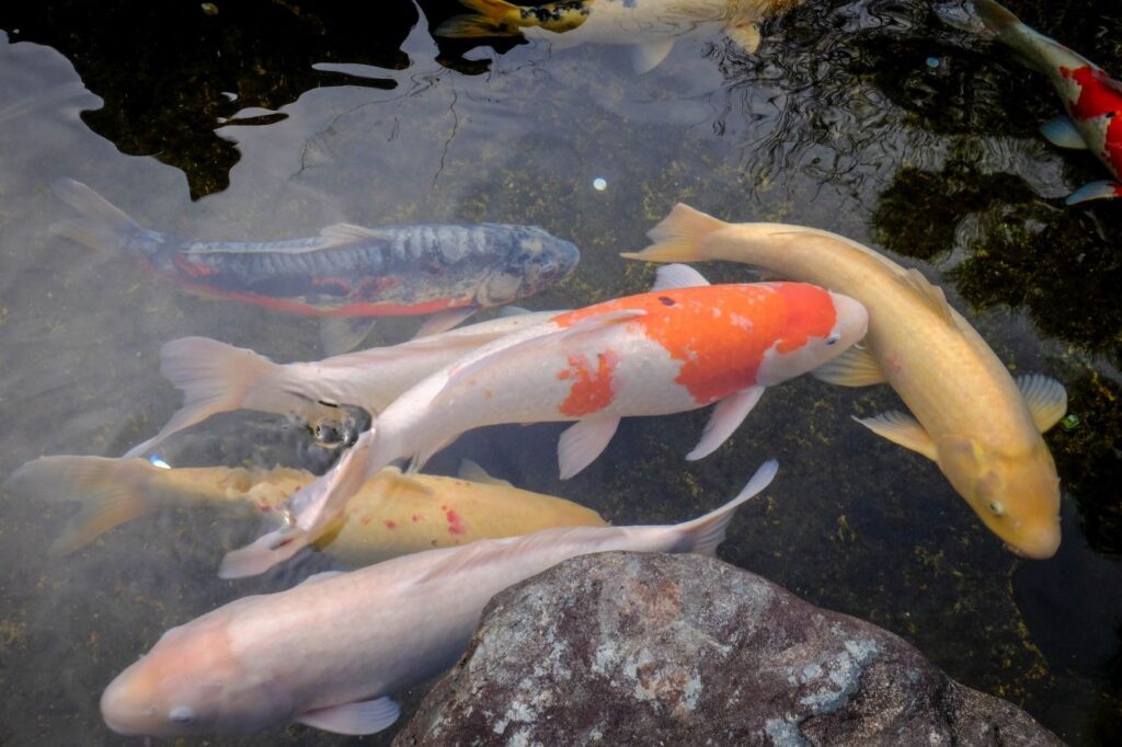 T48 Sairin ji Temple koi carp