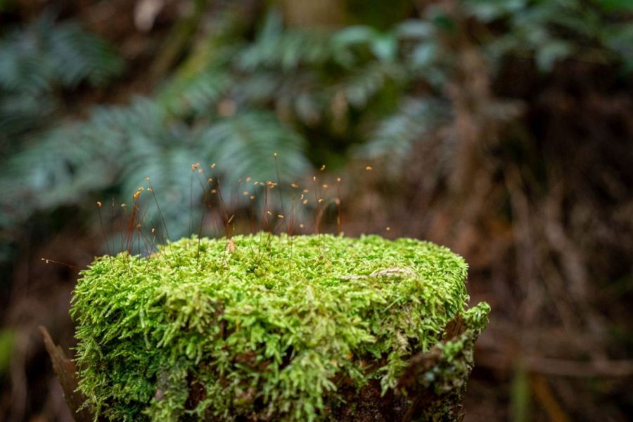 T60 Yokomine ji Temple mossy stump