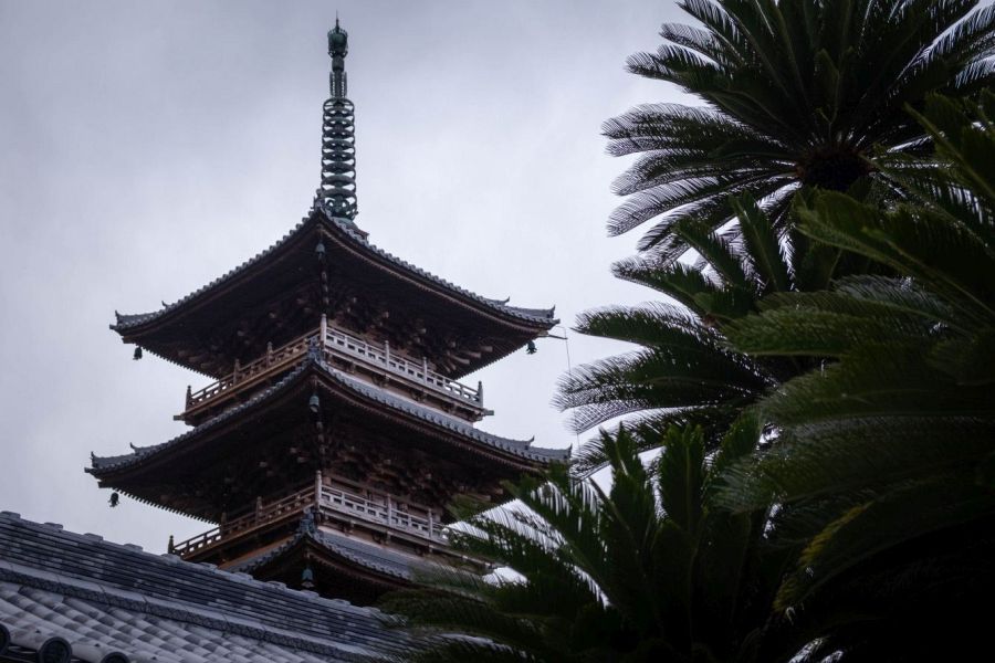 T70 Motoyama ji Temple pagoda and sago palm