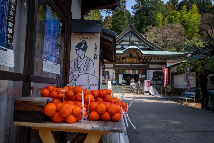 T81 Shiromine ji Temple mandarins