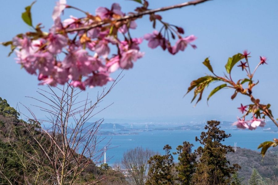 T81 Shiromine ji Temple sakura and sea