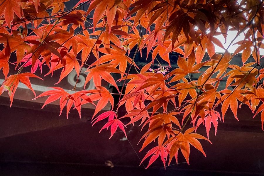 T82 Negoro ji Temple autumn leaves