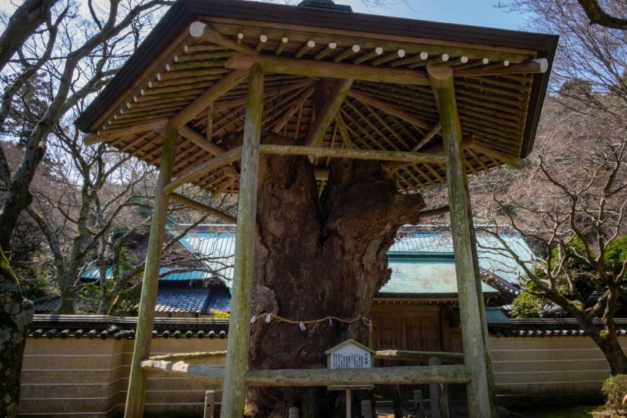 T82 Negoro ji Temple old tree