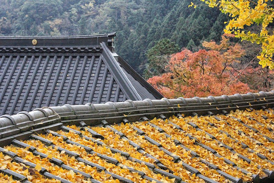 T88 Okubo ji Temple autumn leaves