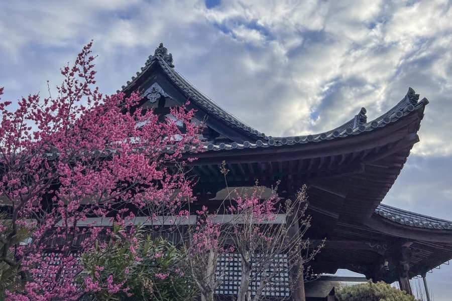 Tomonoura Fukuzen-ji Temple blossom