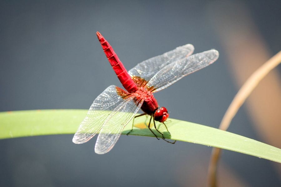 Dragonfly Park red dragonfly