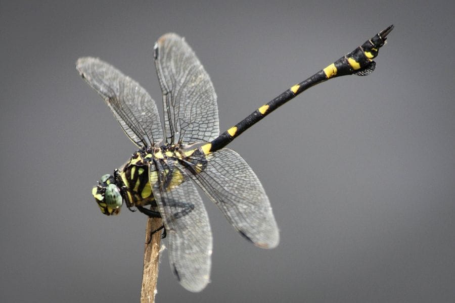 Dragonfly Park striped dragonfly