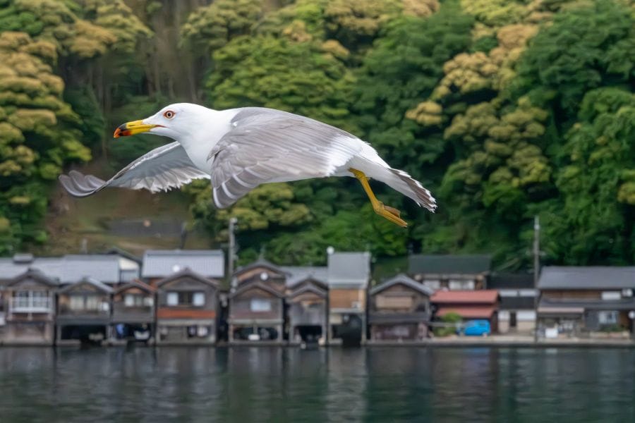 Ine houses and seagull