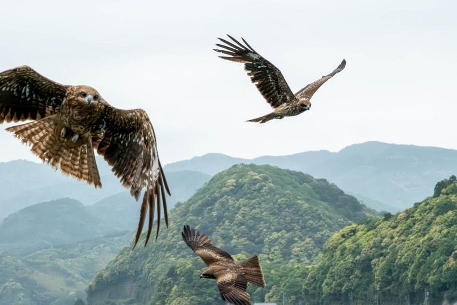 Ine kites and mountains