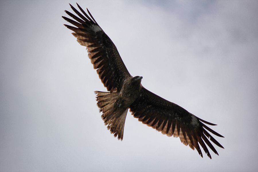 Mitsuhama Port red kite