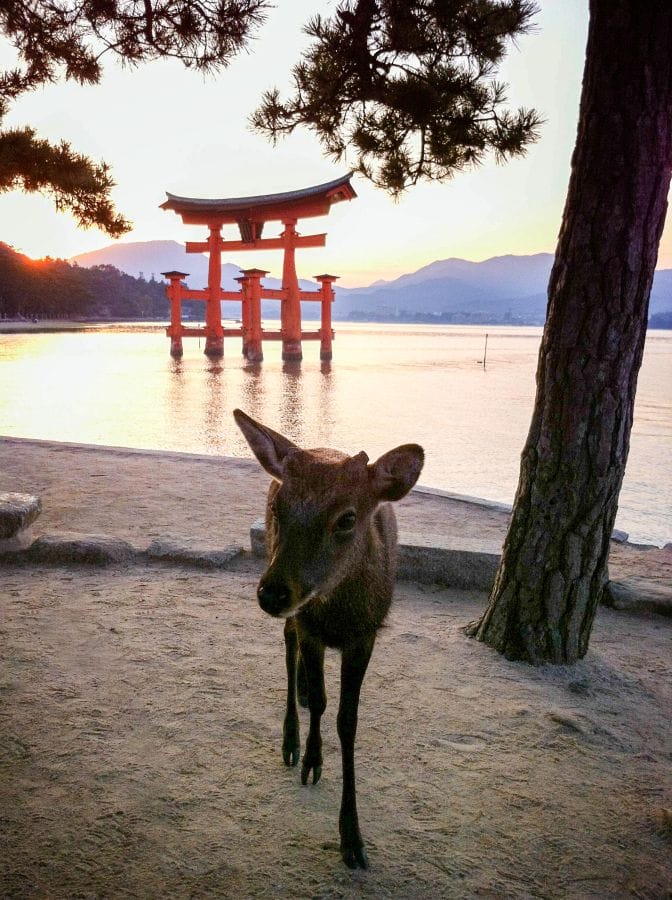 Miyajima Itsukushima Shrine torii gate at dusk with a deer (2)