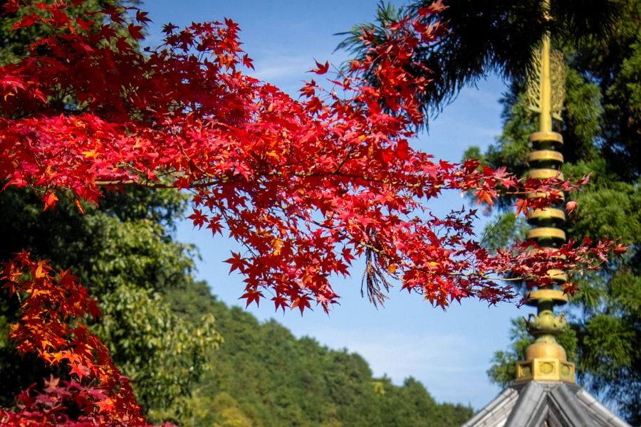 Nishiyama Koryu-ji Temple red maple leaves