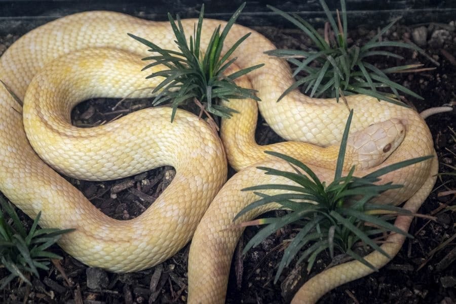 Snake Iwakuni white snake