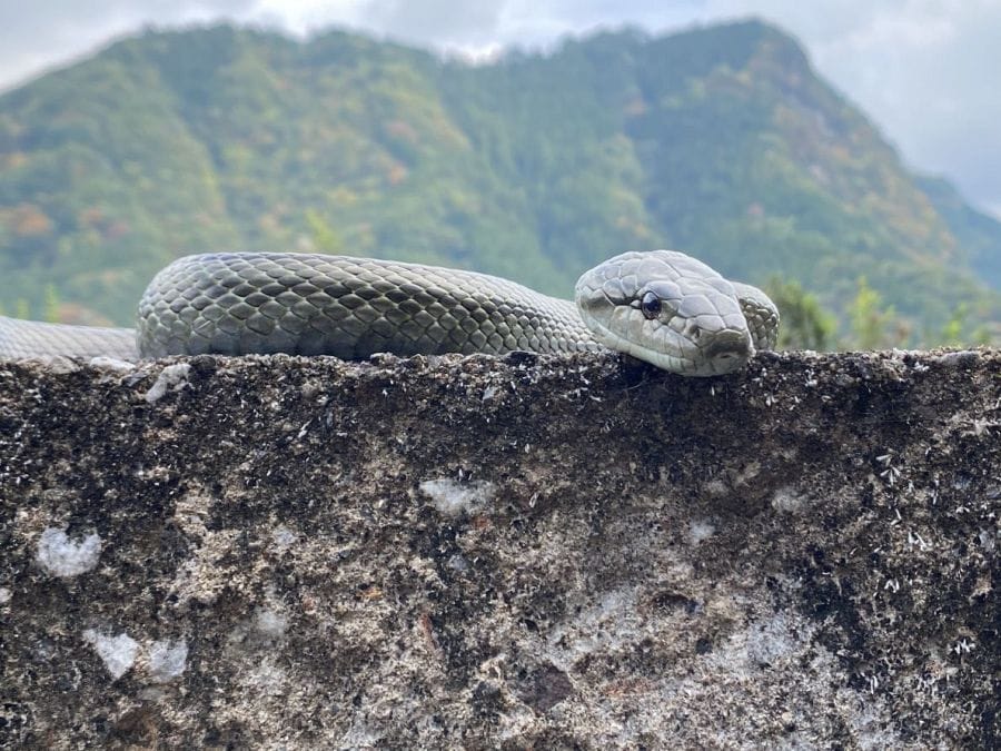 Snakes Aodaisho Rat Snake