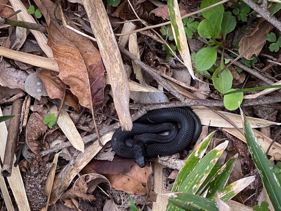 Snakes Black snake