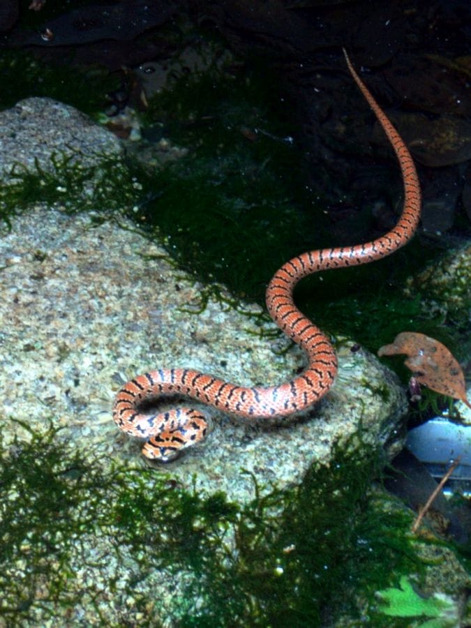 Snakes Jimuguri Forest Rat Snake