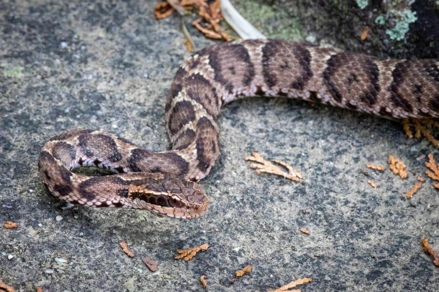 Snakes Mamushi pit viper