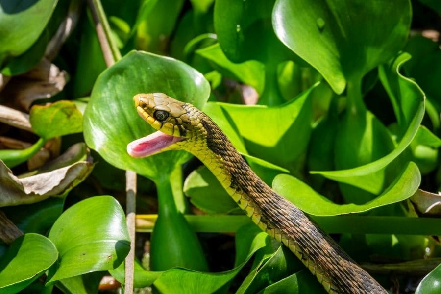 Snakes Yamakagashi Tiger Keelback