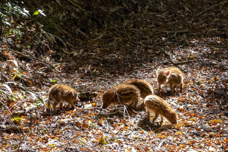 Sustainability in Shikoku wild boar