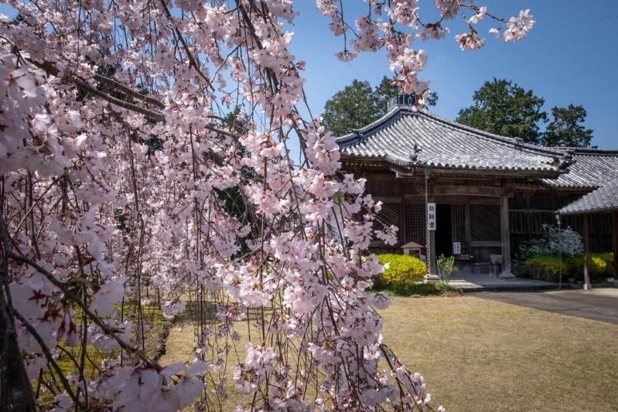 T5 Jizo ji Temple Okunoin and cherry blossom