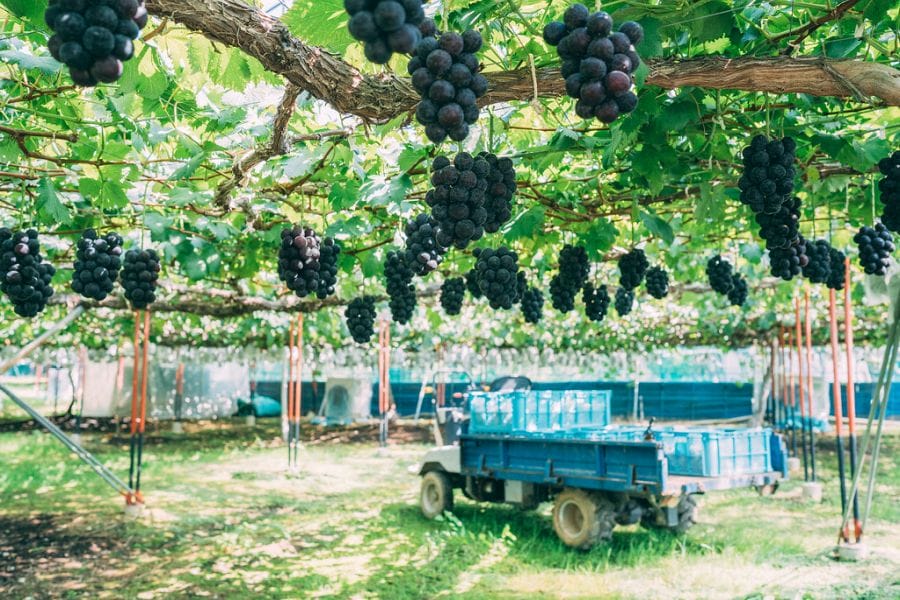 Hirata Farm vineyard