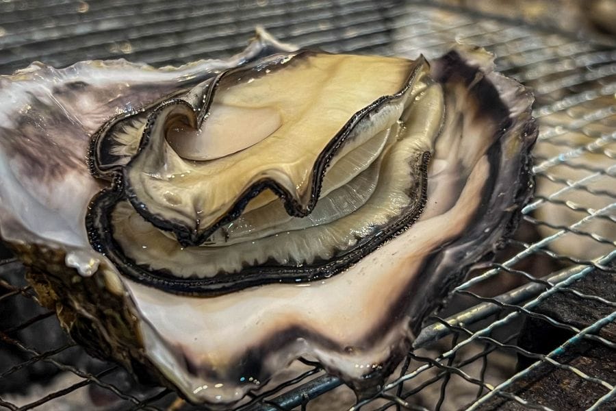 Kure oyster plump