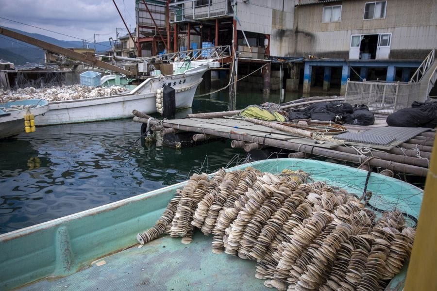 Kure oysters bamboo deck