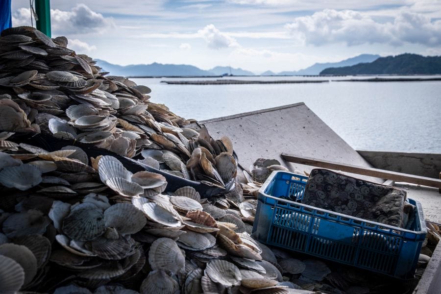 Kure oysters scallop shells
