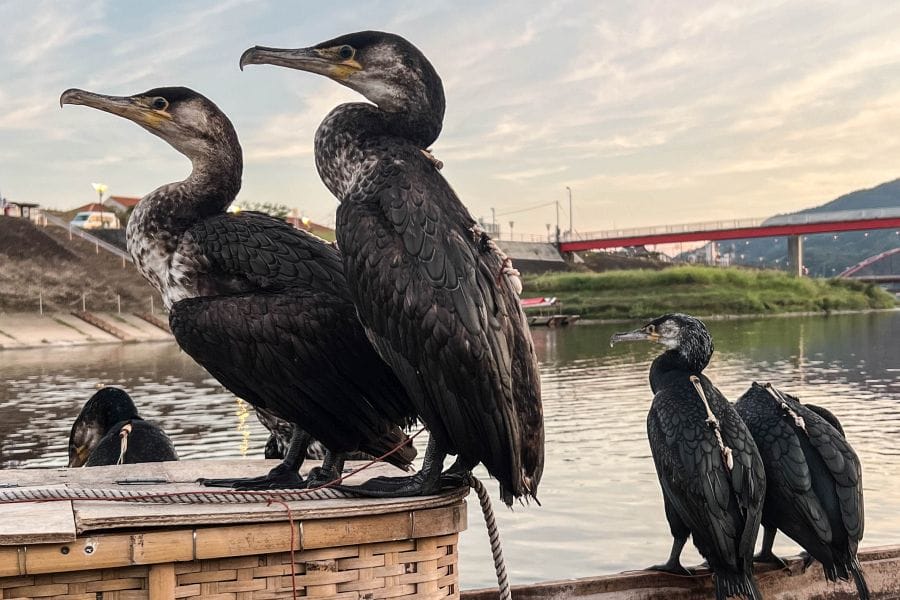 Miyoshi cormorant fishing waiting birds