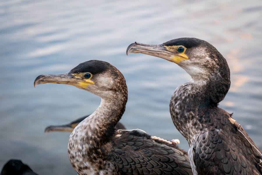 Ukai cormorant buddies